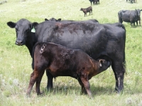 angus cattle breeding 1