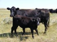 angus cattle breeding 2