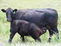angus cattle breeding 3