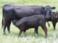 angus cattle breeding 6
